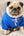 Woofwhite Fashion Bulldog Pet Hoodie for Fall/Winter