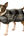 Chilly Dog 300508 Dog Coats Large